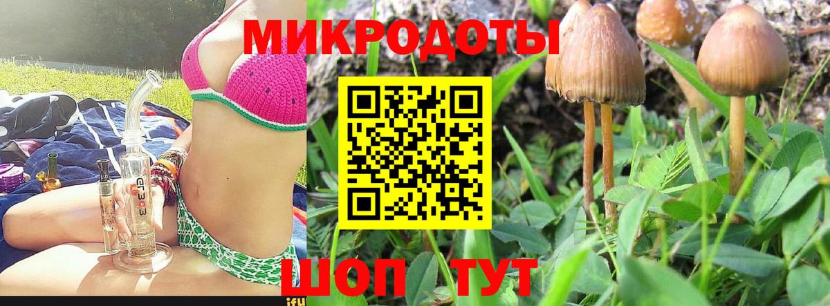 Галлюциногенные грибы Psilocybine cubensis Псков
